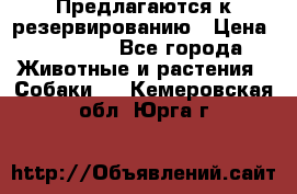 Предлагаются к резервированию › Цена ­ 16 000 - Все города Животные и растения » Собаки   . Кемеровская обл.,Юрга г.